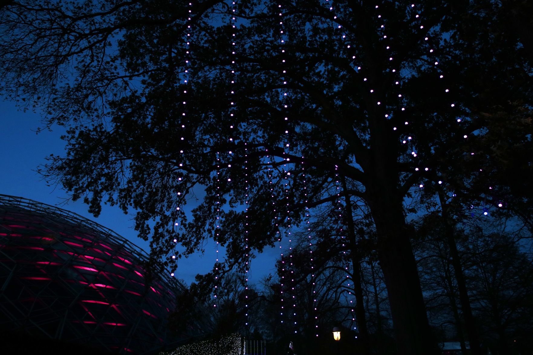 Garden Glow at Missouri Botanical Garden